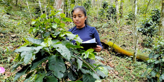 CHEP colabora con Sabormex para rejuvenecer producción de café mexicano